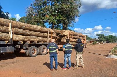 notícia: Equipes da Sefa e PRF apreendem mais de 36 toneladas de madeira em tora, em Dom Eliseu