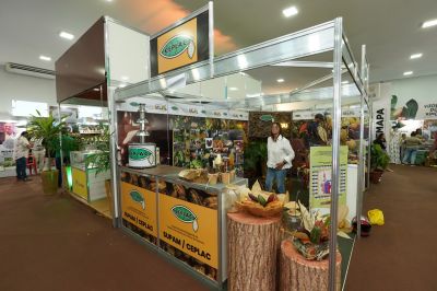 notícia: Agricultores aproveitam os conhecimentos adquiridos no 'Chocolat Xingu 2024' 