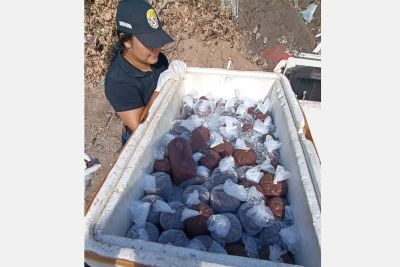 notícia: Adepará apreende 100 litros de polpa de açaí clandestina em Monte Alegre