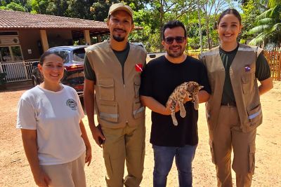 notícia: Semas apoia resgate de filhote de onça parda e entrega a zoológico na Grande Belém