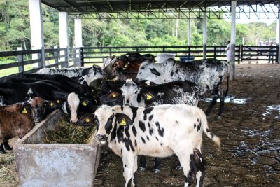 notícia: Pará tem mais de 70 laticínios registrados na Adepará e beneficia mais de 33 milhões de litros de leite por ano