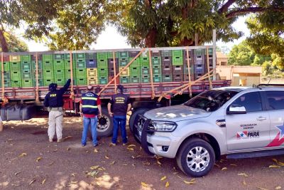 notícia: Sefa apreende 11 toneladas de açaí in natura em Dom Eliseu