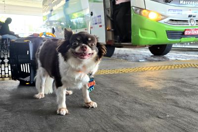 notícia: No Pará pets podem ser levados em transportes intermunicipais seguindo algumas regras; entenda