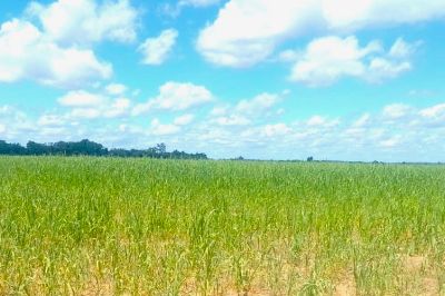 notícia: Pará dá início ao segundo período do 'Vazio Sanitário da Soja' para proteção da produção 