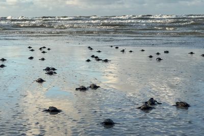 notícia: Ideflor-Bio registra o nascimento de 52 tartarugas marinhas na Praia do Atalaia