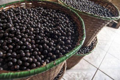 notícia: Reutilização do caroço de açaí pela indústria é mais uma fonte de renda sustentável no Pará  