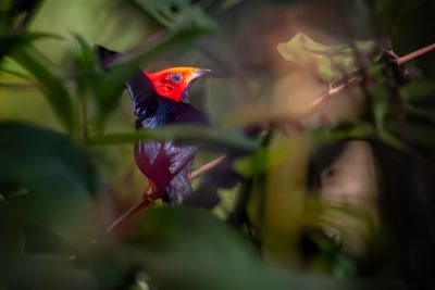 notícia: ‘Vem Passarinhar' permite admirar 35 espécies de aves em Unidade de Conservação