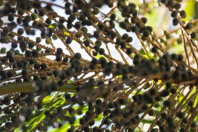 notícia: Dia do Açaí: Pará segue na liderança nacional com mais de 90% da produção brasileira 