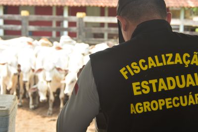 notícia: Atuação de médicos veterinários da Adepará garante controle e vigilância agropecuárias  