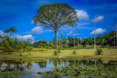 notícia: Parque Estadual do Utinga celebra Dia da Árvore com programação especial 