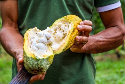 notícia: As medidas preventivas no combate à monilíase estão entre os temas de Fórum da Cacauicultura no Chocolat Amazônia