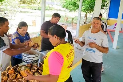 notícia: Ideflor-Bio entrega 21 mil sementes de cacau e 40 mil sacos de mudas para fomentar Sistemas Agroflorestais no Marajó