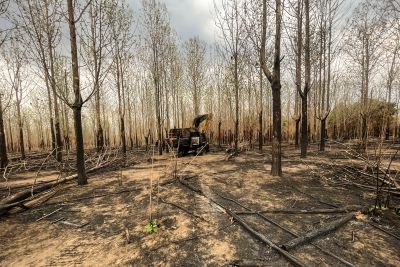 notícia: Polícia Civil apura queimada de cerca de 8 mil hectares de área queimada dentro de fazenda no Pará