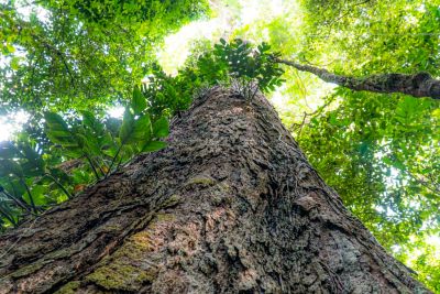 notícia: Estado cria em Almeirim o Parque Estadual das Árvores Gigantes da Amazônia