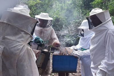 notícia: Fundamentais no processo de  produção de alimentos, as abelhas recebem atenção especial no Pará