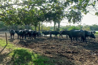 notícia: Criadora de búfalos, em Almeirim, se destaca com queijo artesanal no Baixo Amazonas