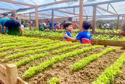 notícia: ‘Hortas Sociais Pedagógicas’ garantem alimentação e renda em 20 municípios do Pará