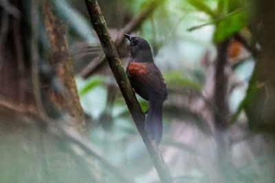 notícia: Observadores identificam 82 espécies de aves no ‘Global Big Day’ na Grande Belém