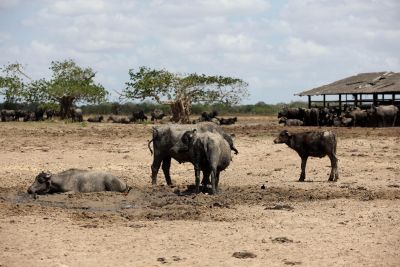 notícia: Adepará inicia a atualização de cadastros e de saldos de animais no Marajó 