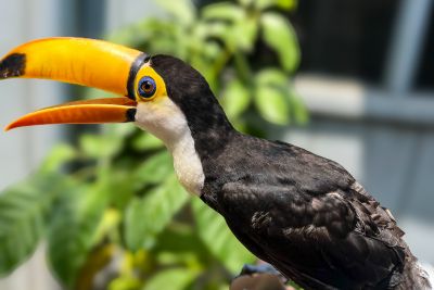 notícia: Parque Zoobotânico convida público a escolher nome do novo morador do Mangal 