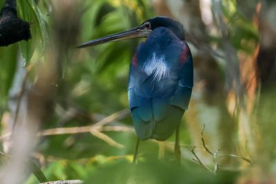 notícia: Avistamento inédito da garça-da-mata reforça importância do Parque Estadual do Utinga