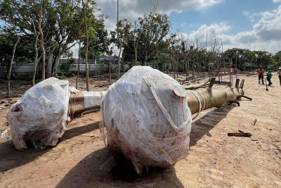 notícia: Transplante de samaumeira marca nova etapa no Parque da Cidade, em Belém