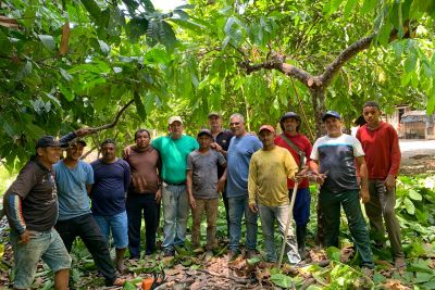 notícia: Emater fortalece a cadeia produtiva do cacau em Monte Alegre no oeste estadual