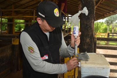 notícia: Adepará realiza controle da raiva no município de Muaná, no Marajó