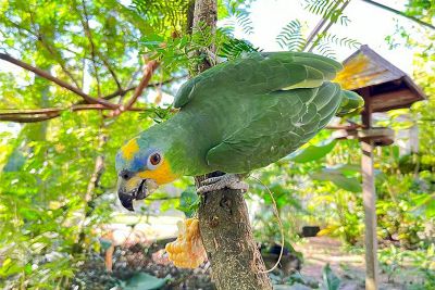 notícia: Mangal das Garças terá apresentação do papagaio-do-mangue e oficina infantil no domingo, 15