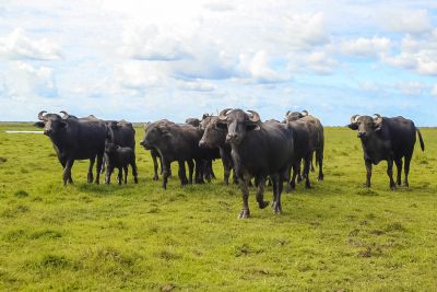 notícia: Sedap disponibiliza estudo sobre o setor agropecuário municipal do Pará