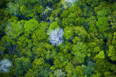 notícia: Pará avança com as concessões florestais, modelo sustentável de combate ao desmatamento