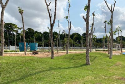 notícia: Seringueiras transplantadas no Parque da Cidade fazem conexão da Belém moderna com a Belém da Belle Époque