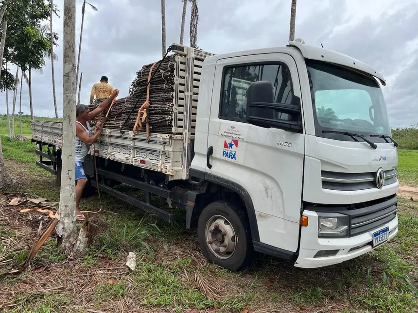 Os lotes de maniva-semente foram transportado pela Sedap até Santarém