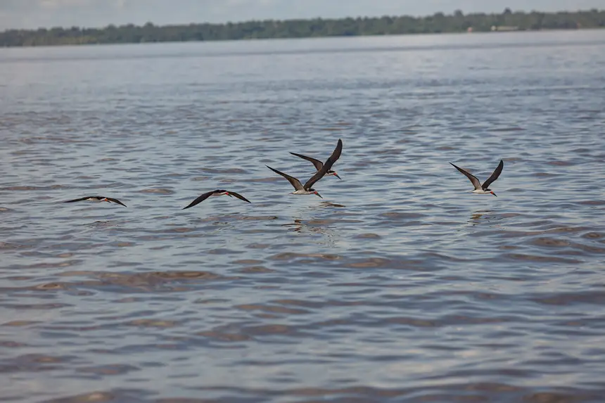  <div class='credito_fotos'>Foto: Pedro Guerreiro / Ag. Pará   |   <a href='/midias/2025/originais/20250211155219-GF00022967-F00377161.webp' download><i class='fa-solid fa-download'></i> Download</a></div>