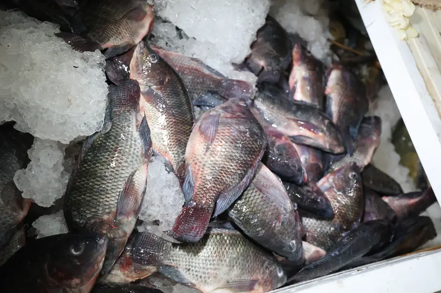  <div class='credito_fotos'>Foto: Marco Santos / Ag. Pará &nbsp;&nbsp;|&nbsp;&nbsp; <a href='/midias/2025/originais/20250417122242-GF00023505-F00395219.jpg' download><i class='fa-solid fa-download'></i> Download</a></div>