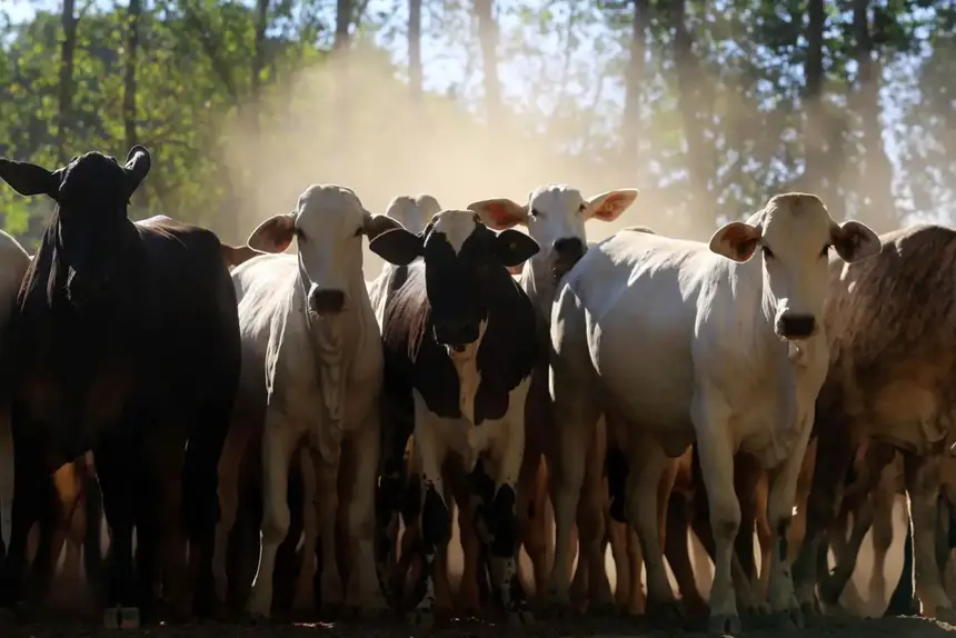 Foto: Agência Pará/Arquivo O grupo dos animais vivos esteve entre os mais exportados do agronegócio paraense nos três primeiros meses do ano
