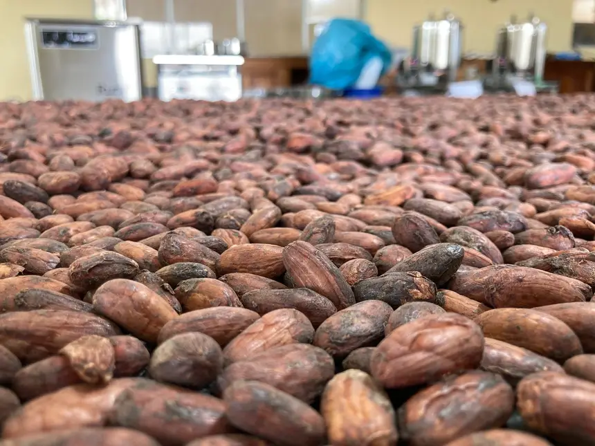 Amêndoas de cacau de Tomé-Açu terão derivados, como nibs e chocolate, contendo rótulo da IG