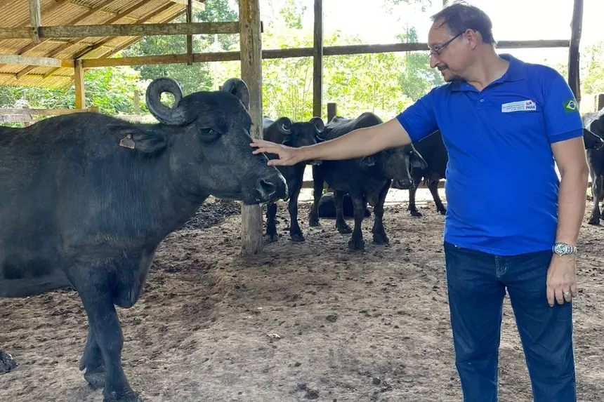 O médico-veterinário da Sedap, Augusto Peralta, avalia um dos búfalos de Abaetetuba e constata os resultados positivos do trabalho de melhoramento genético
