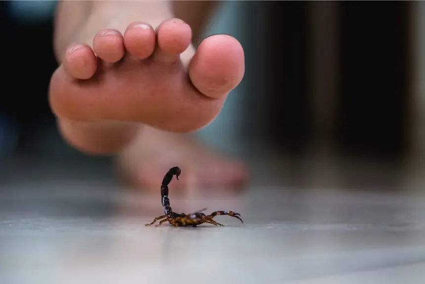 Andar descalço facilita  acidentes com animais peçonhentos