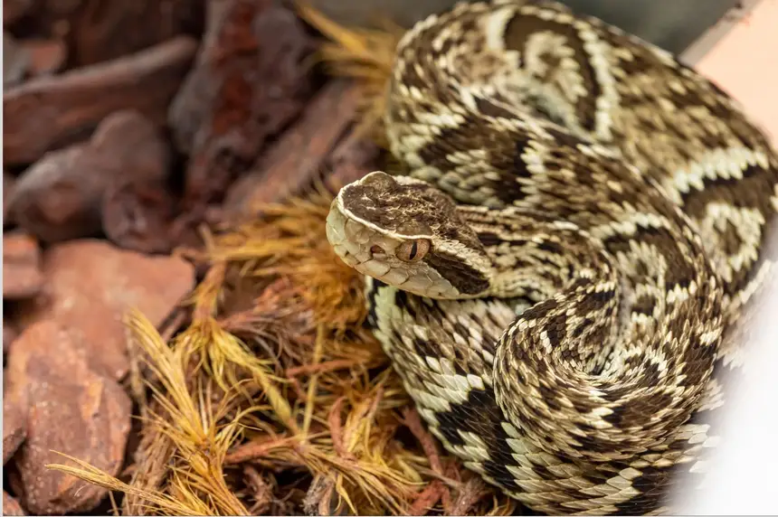 Cerca de 90% dos acidentes com serpentes envolvem a espécie jararaca (Botróps)