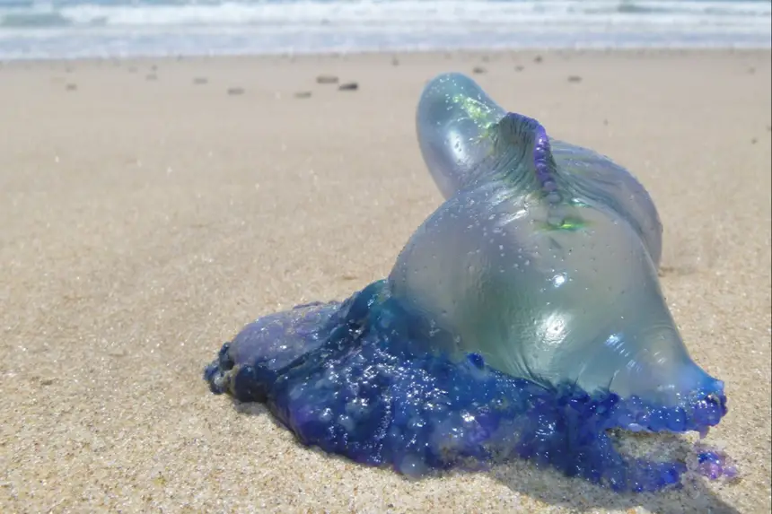 Acidente com água-viva é comum nas praias paraenses