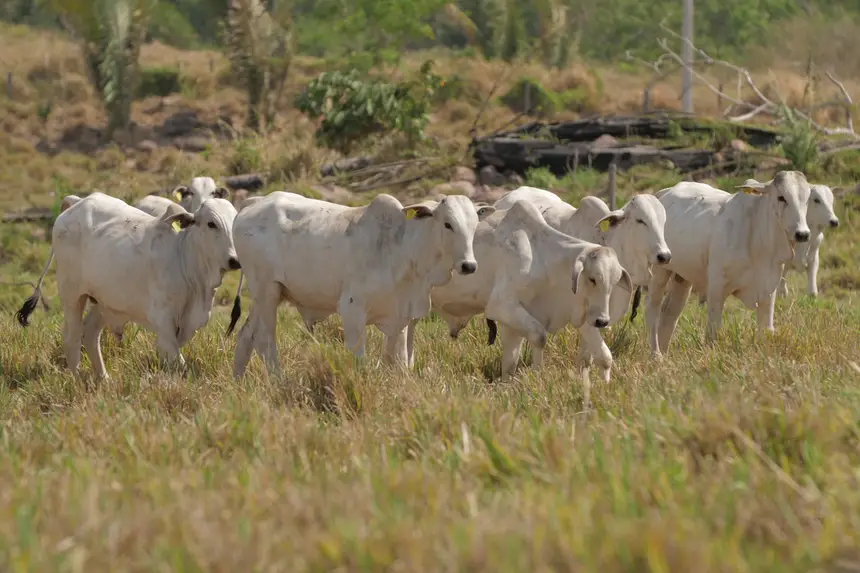 É obrigatória a apresentação da relação completa das espécies mantidas nas propriedades, como bovinos, búfalos, equinos, asininos, muares, suínos, ovinos, caprinos, aves, abelhas e animais aquáticos