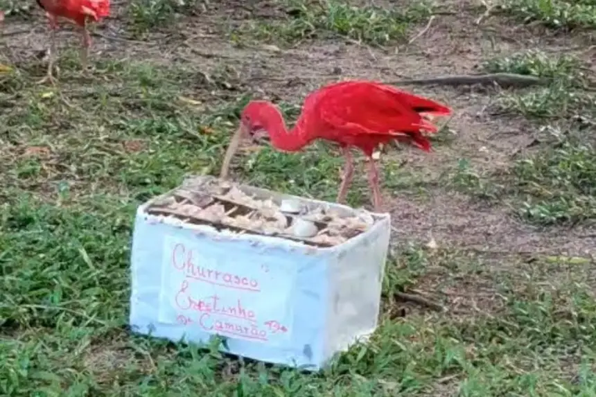 Crédito: Divulgação