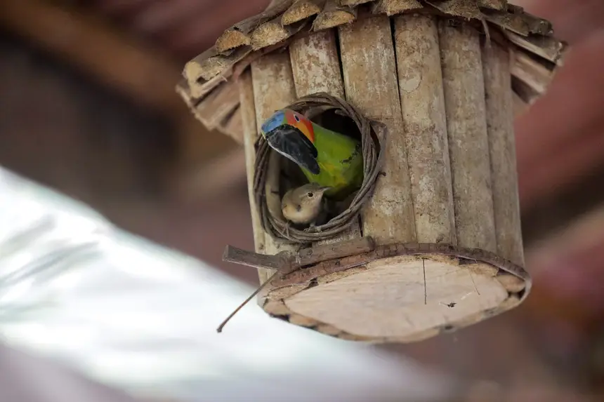  <div class='credito_fotos'>Foto: Pedro Guerreiro / Ag. Pará &nbsp;&nbsp;|&nbsp;&nbsp; <a href='/midias/2025/originais/20250808124312-GF00024419-F00428983.jpg' download><i class='fa-solid fa-download'></i> Download</a></div>