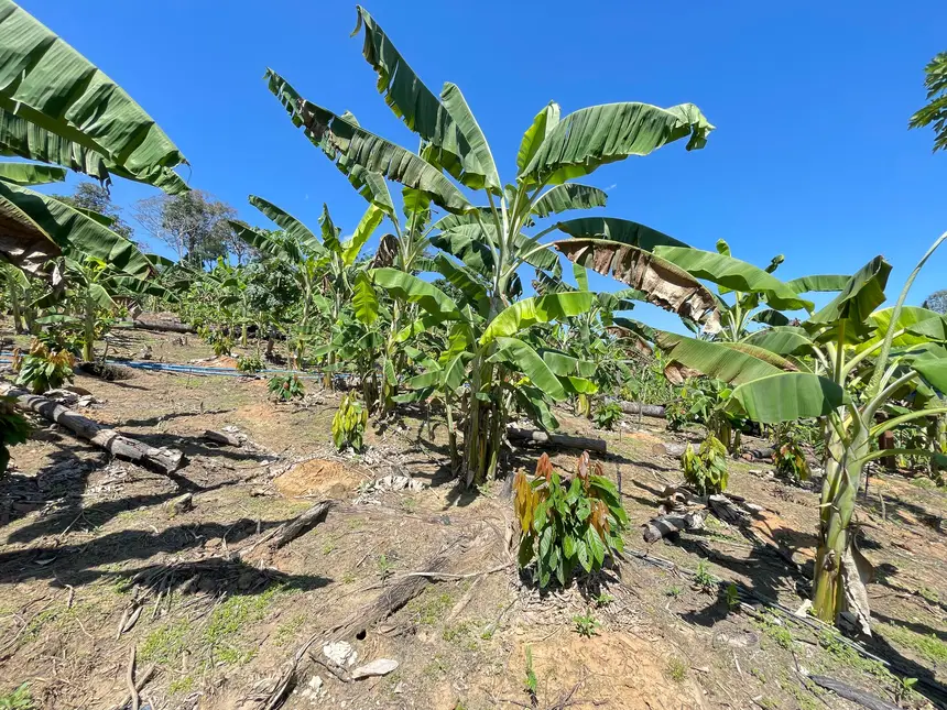 bananeirsas