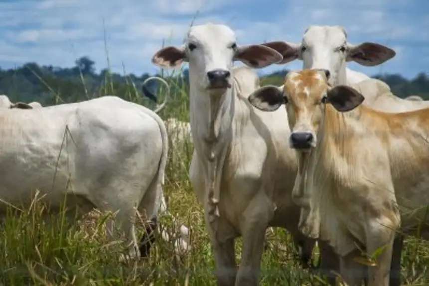 O Pará é o maior exportador do Brasil de bovinos em pé, 64,7% do total  brasileiro.