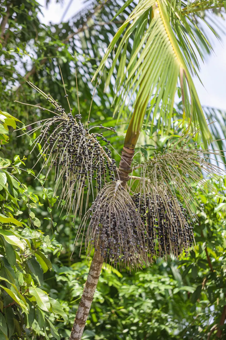  <div class='credito_fotos'>Foto: Bruno Cecim / Ag. Pará &nbsp;&nbsp;|&nbsp;&nbsp; <a href='/midias/2025/originais/20250829154932-GF00024679-F00437507.jpg' download><i class='fa-solid fa-download'></i> Download</a></div>