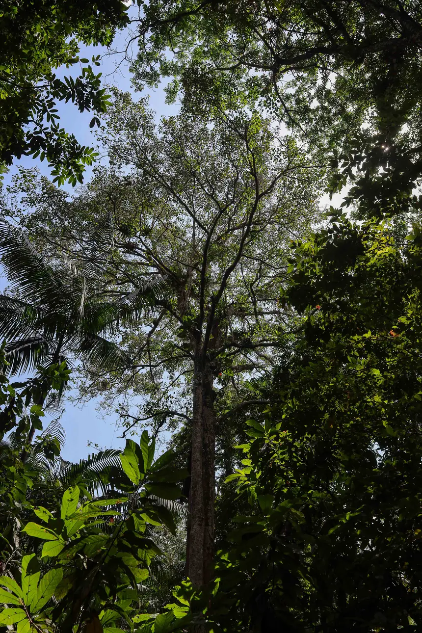  <div class='credito_fotos'>Foto: Bruno Cecim / Ag. Pará &nbsp;&nbsp;|&nbsp;&nbsp; <a href='/midias/2025/originais/20250829155159-GF00024679-F00437570.jpg' download><i class='fa-solid fa-download'></i> Download</a></div>