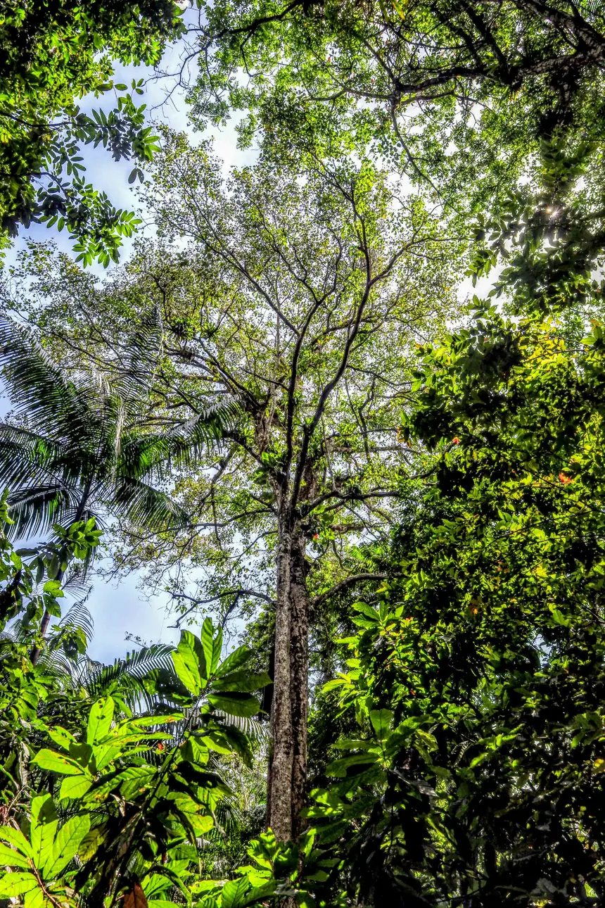  <div class='credito_fotos'>Foto: Bruno Cecim / Ag. Pará &nbsp;&nbsp;|&nbsp;&nbsp; <a href='/midias/2025/originais/20250829155201-GF00024679-F00437571.jpg' download><i class='fa-solid fa-download'></i> Download</a></div>