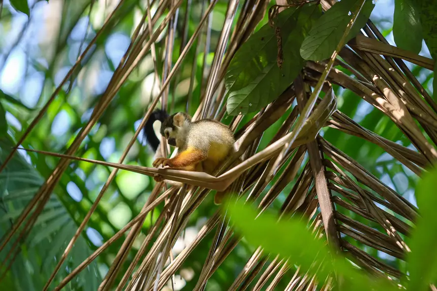  <div class='credito_fotos'>Foto: Bruno Cecim / Ag. Pará &nbsp;&nbsp;|&nbsp;&nbsp; <a href='/midias/2025/originais/20250829155408-GF00024679-F00437617.jpg' download><i class='fa-solid fa-download'></i> Download</a></div>